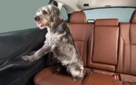 Genuine Subaru Pet Rear Door Protector SOA567R000. Fixed Price $158.56.